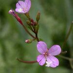 Epilobium oreganum Flower