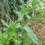 Echium rosulatum Blatt