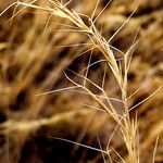 Aristida adscensionis Flower