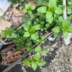 Stellaria apetala Blad