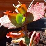 Kalanchoe longiflora Hoja