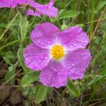 Cistus creticusКветка