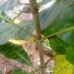Anthocleista schweinfurthii अन्य