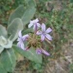 Plumbago europaea 花