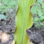 Goeppertia rufibarba Leaf