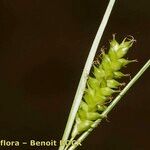 Carex punctata Fruitua