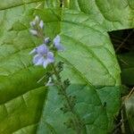 Veronica americana Blüte