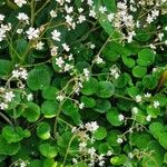 Saxifraga hirsuta Hoja