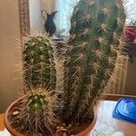 Echinocereus engelmannii Yaprak