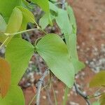 Colophospermum mopane Blad