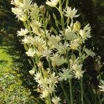 Camassia leichtlinii Flower