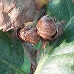 Quercus pontica Fruit