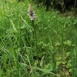 Dactylorhiza maculataFiore