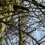 Larix sibirica Rinde