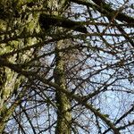 Larix sibirica Cortiza