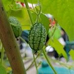 Melothria scabra Fruit