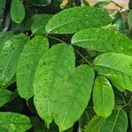 Strophanthus preussii Hoja