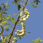 Vachellia nilotica Fruto