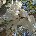 Magnolia kobus Цвят