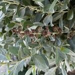 Conocarpus erectus 果