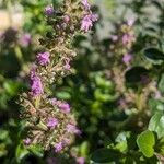 Thymus pulegioides Žiedas