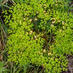 Euphorbia stricta Flower