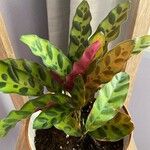 Calathea lancifolia Hoja