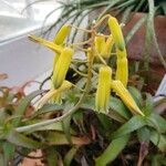 Aloe bruynsii Flower