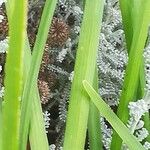 Allium tuberosum Folla