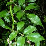 Rosa banksiae Leaf