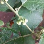 Solanum torvum Fruit