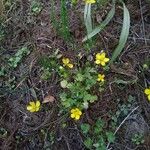 Ranunculus sardous Blüte