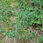 Fuchsia regia Habit