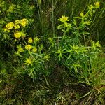 Euphorbia esula Habit