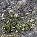 Cerastium carinthiacum Habit