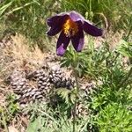 Pulsatilla montana Bloem