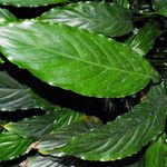 Spathiphyllum wallisii Leaf