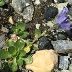 Campanula cenisia Habitatea