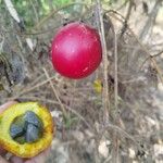 Diplocyclos palmatus Fruit