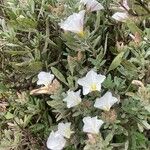 Convolvulus cneorum Alia