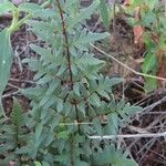 Cheilanthes viridis Foglia
