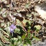 Erodium gruinum Λουλούδι