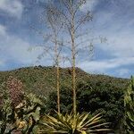 Agave fourcroydes Hábito