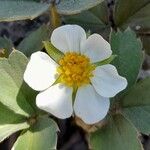 Fragaria chiloensis Fleur