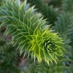 Araucaria araucana Blatt