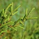 Arthrocaulon macrostachyum Leaf