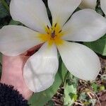 Tulipa fosteriana Цветок