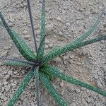 Aloe bellatula Lapas