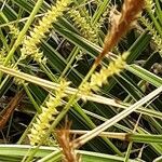 Carex punctata Kvet