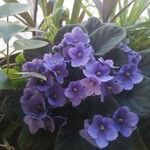 Saintpaulia ionantha Flor